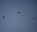 Black headed gulls in flight Royalty Free Stock Photo