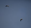 Black headed gulls in flight Royalty Free Stock Photo