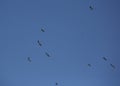 Black headed gulls in flight