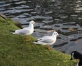 Black headed gulls on the lake side