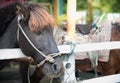 Image of a Black horse , beautiful black horse ,Head of a black Royalty Free Stock Photo