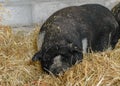 Black pig lies in the straw Royalty Free Stock Photo