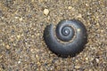 Image of black shellfish on the sand. Royalty Free Stock Photo