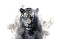 Image of black smoke tiger on white background. Mammals. Wildlife Animals Royalty Free Stock Photo