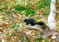Image of Black Squirrel in the Woods. Alberta, Canada Royalty Free Stock Photo