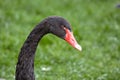 black swan head looking straight into the frame Royalty Free Stock Photo