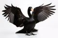 Image of black swan spreads its wings gracefully on white background. Bird, Wildlife Animals. Illustration, Generative AI Royalty Free Stock Photo