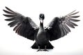 Image of black swan spreads its wings gracefully on white background. Bird, Wildlife Animals. Illustration, Generative AI Royalty Free Stock Photo