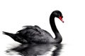 Image of a black swan on white background. Wildlife Animals. Illustration. Generative AI Royalty Free Stock Photo