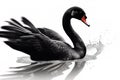 Image of a black swan on white background. Wildlife Animals. Illustration. Generative AI Royalty Free Stock Photo