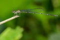Image of black threadtail dragonfly Female.