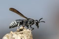 Image of black wasp on the stump on nature background. Insect. Animal Royalty Free Stock Photo