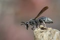 Image of black wasp on the stump on nature background. Insect. Animal Royalty Free Stock Photo