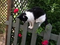 A black and White cat on a fence with roses Royalty Free Stock Photo