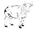 Black and white cow illustration on white background