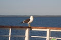 Image of a black-and-white Seagull sitting on the railing of the deck of the ship Royalty Free Stock Photo