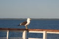 Image of a black-and-white Seagull sitting on the railing of the deck of the ship Royalty Free Stock Photo