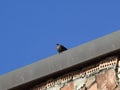 Blackbird on a roof