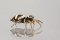 Image of bleeker`s jumping spider Euryattus bleekeri on Milky white background. Insect. Animal