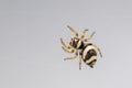 Image of bleeker`s jumping spider Euryattus bleekeri on Milky white background. Insect. Animal Royalty Free Stock Photo