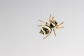 Image of bleeker`s jumping spider Euryattus bleekeri on Milky white background. Insect. Animal Royalty Free Stock Photo