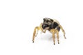 Image of bleeker`s jumping spider Euryattus bleekeri on white background. Insect. Animal