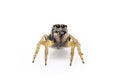 Image of bleeker`s jumping spider Euryattus bleekeri on white background. Insect. Animal