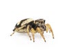 Image of bleeker`s jumping spider Euryattus bleekeri on white background. Insect. Animal Royalty Free Stock Photo