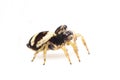 Image of bleeker`s jumping spider Euryattus bleekeri on white background. Insect. Animal