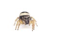 Image of bleeker`s jumping spider Euryattus bleekeri on white background. Insect. Animal