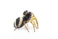 Image of bleeker`s jumping spider Euryattus bleekeri on white background. Insect. Animal