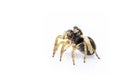 Image of bleeker`s jumping spider Euryattus bleekeri on white background. Insect. Animal