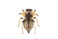 Image of bleeker`s jumping spider Euryattus bleekeri on white background. View from the bottom. Insect. Animal