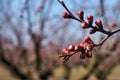 Image of blooming apple trees in the garden. Royalty Free Stock Photo