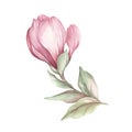 Image of blooming magnolia branch. Watercolor illustration.