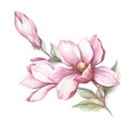 Image of blooming magnolia branch. Watercolor illustration.