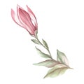 Image of blooming magnolia branch. Watercolor illustration.