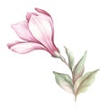 Image of blooming magnolia branch. Watercolor illustration.