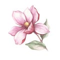 Image of blooming magnolia branch. Watercolor illustration.