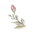 Image of blooming magnolia branch. Watercolor illustration.