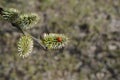 Blooming  Twig Of Willow With Ladybug.