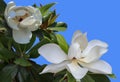 White color Magnolia flowers. Blooming Magnolia close up photo.