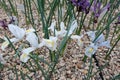 image with blooming white crocuses, spring flowers, petal fragments on a blurred background, Beautiful colorful first