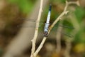 Image of blue dasher butterfly Brachydiplax chalybea. Royalty Free Stock Photo