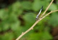 Image of blue dasher butterflyBrachydiplax chalybea on green l Royalty Free Stock Photo