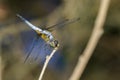 Image of blue dasher butterflyBrachydiplax chalybea Royalty Free Stock Photo