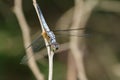 Image of blue dasher butterflyBrachydiplax chalybea Royalty Free Stock Photo