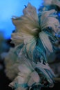 Image of blue flower with blue backdrop for use with content creation