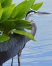 Blue Heron Profile Royalty Free Stock Photo