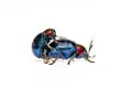 Image of blue milkweed beetle it has blue wings and a red head couple make love on white background. Insect. Animal